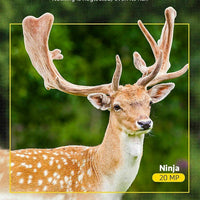 Wireless Hd Wildlife Game Trail Camera With Night Vision
